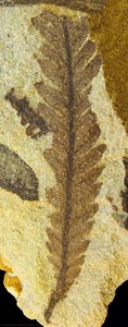 Scytophyllum Bonettiae — Josefina E. Bodnar