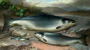 Salmon — John Bucknell Russell