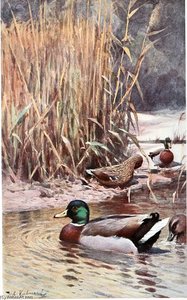 Mallard — Friedrich Wilhelm Kuhnert