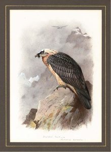 A Bearded Vulture — Archibald Thorburn