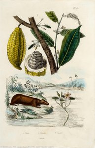 Cabiai Cabombe Cacaotier — Felix Edouard Guérin-méneville