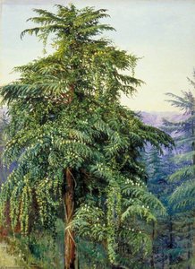 Study Of A Deodar In Full Cone And Clothed With A Creeper, Near Simla — Marianne North, Romanticism