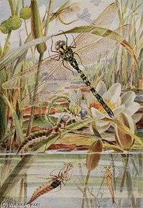 Dragonfly And Mayfly - — Louis Fairfax Muckley