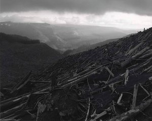 Looking Sw Across Blowdown Toward Valley Of South Toutle River, 8 Miles Nw Of Mount St. Helens, Washington, 1982 — Frank Gohlke
