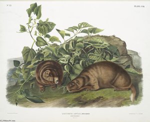 Arctomys Lewisii, Lewi's Marmot. Natural Size — John James Audubon