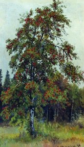 Rowan — Ivan Ivanovich Shishkin