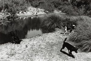 Navarro River (dogs By River) — Alvin Lieberman, Documentary Photography