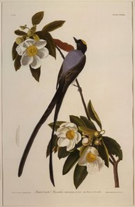 Forked-tail Flycatcher — Robert Havell