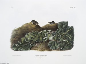 Orex Parvus, Say's Least Shrew. Natural Size — John James Audubon