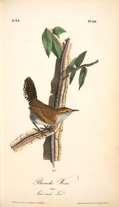 Bewick's Wren. Male. (iron-wood Tree) — John James Audubon