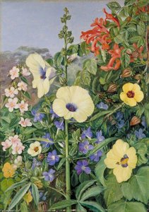 Various Species Of Hibiscus With Tecoma And Barleria, Natal — Marianne North