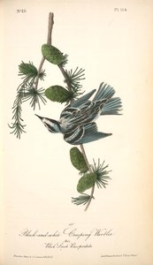 Black-and-white Creeping-warbler. Male. (black Larch. Pinus Pendula.) — John James Audubon