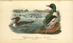 Buff-breasted Merganter [merganser]. - Goosander. 1. Male. 2. Female — John James Audubon, Scientific Illustration