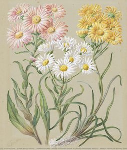 Celmisia Incana (white Mountain Musk Or Woolly Mountain Daisy); Celmisia Coriacea (silvery Cotton — Sarah Ann Featon
