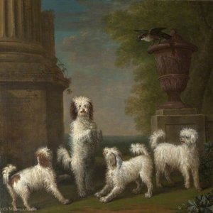 Dancing Dogs 'Lusette', 'Madore', 'Rosette' and 'Moucheby'