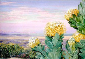 Krippelboom With False Bay In The Distance, South Africa — Marianne North