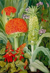 Haemanthus And Other South African Flowers — Marianne North