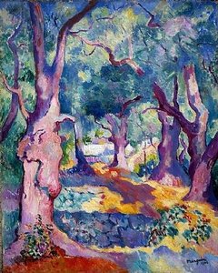 Olive Trees In Cavalière