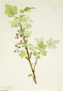 Prickly Currant (ribes Lacustre) — Mary Vaux Walcott