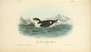 Knobbed-billed Phaleris. Adult — John James Audubon