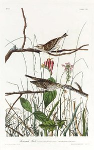 Savannah Finch — Robert Havell