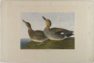Gadwall Duck — John James Audubon