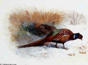 A Pair Of Pheasan — Archibald Thorburn