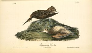 Esquimaux Curlew. 1. Male. 2. Female — John James Audubon