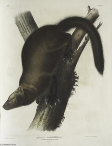 Mustela Canadensis, Pennant's Marten, Or Fisher. Natural Size. Male — John James Audubon