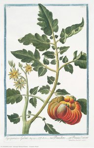 Tomato Plant — George Richard Bunn, Neoclassicism