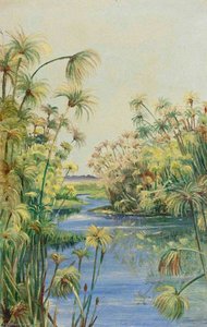 Papyrus Along The River Margins — Marianne North