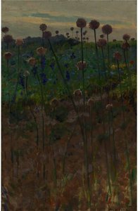 WILD FLOWERS