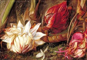 Inflorescence Of A Plant Of The Ginger Family From Java — Marianne North