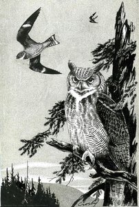 Bird Plate 4 — John A. Crosby