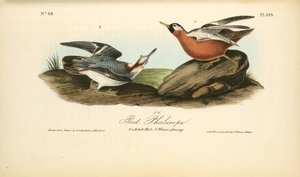 Adult Phalarope. 1. Adult. Male. 2. Winter Plumage — John James Audubon