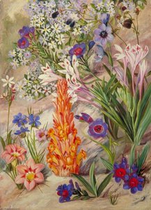 A Medley From Groot Post, South Africa — Marianne North, Victorian Botanical Painting