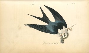 Swallow-tailed Hawk — John James Audubon