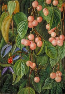 Plants Of The Sarawak, Borneo — Marianne North