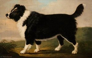 Newfoundland dog
