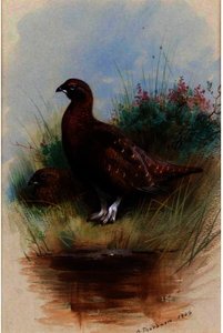 A Cock And Hen Red Grouse — Archibald Thorburn