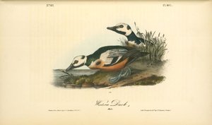Western Duck. Males — John James Audubon