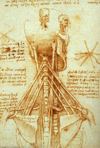 Anatomy Of The Neck — Leonardo Da Vinci