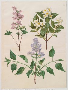 Syringa x persica; Philadelphus coronarius; Syringa vulgaris