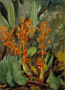 Orchid And Ferns Of The Sarawak — Marianne North