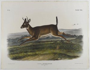 Long-tailed Deer — John James Audubon