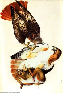 Red Tailed Hawk (painted In Louisiana In And Later Reworked) — John James Audubon
