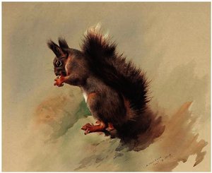 The Red Squirrel — Archibald Thorburn