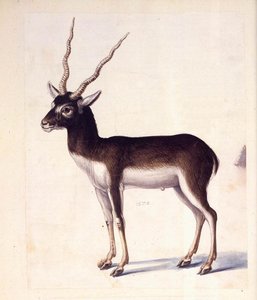 Blackbuck — Giuseppe Arcimboldo