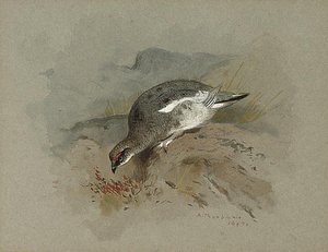Ptarmigan On A Rock — Archibald Thorburn