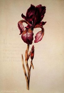 Iris — Nicolas Robert